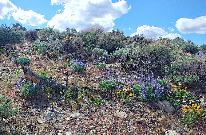 Spring flowers are blooming in the hills above Topaz Ranch Estates on Sunday.