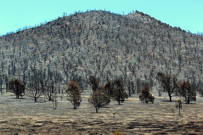 The piñon forest in Fish Springs was immolated in last year's Number's Fire.