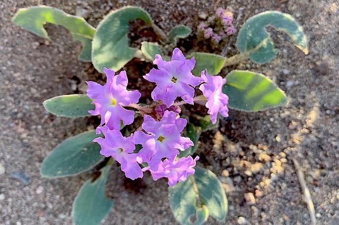 A wildflower blooms in the Pine Nut Mountains in this photo taken by Johnson Lane resident Pat Stanley.