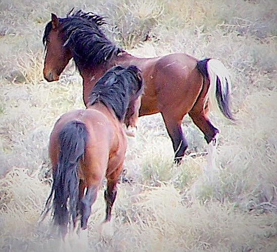 Wild horses in Nevada
