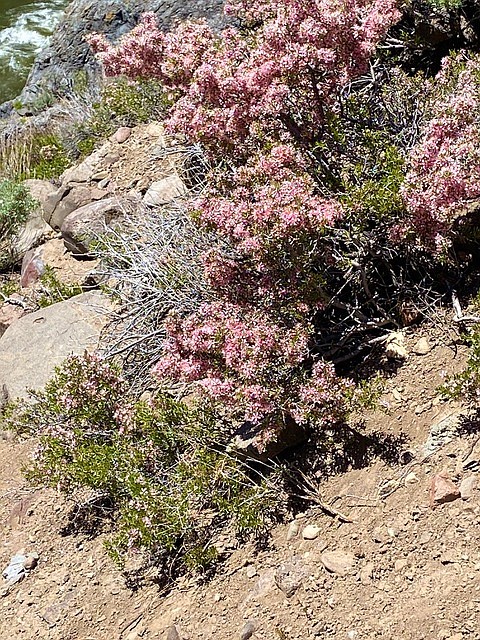 The desert peach is blooming in the hills around Carson Valley. Sharon Calvert submitted this photo she took.