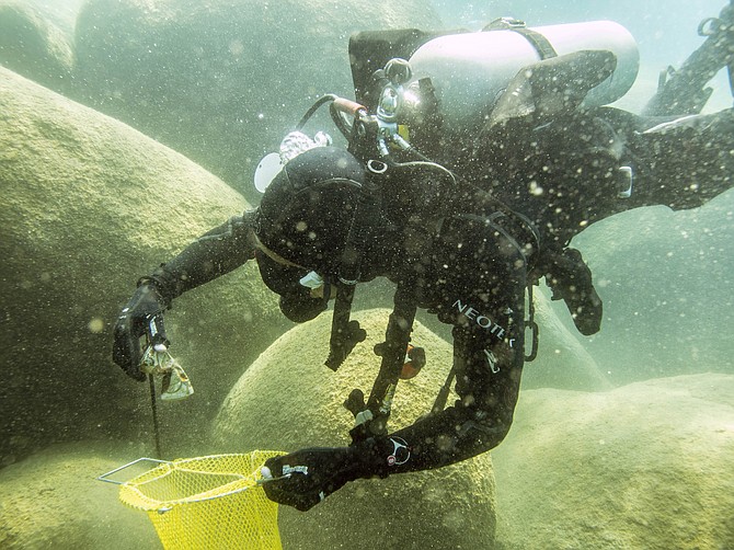 This photo provided by Clean Up The Lake shows a scuba diver beneath the surface of Lake Tahoe, cleaning up trash on May 14. (Photo: Clean Up The Lake via AP)
