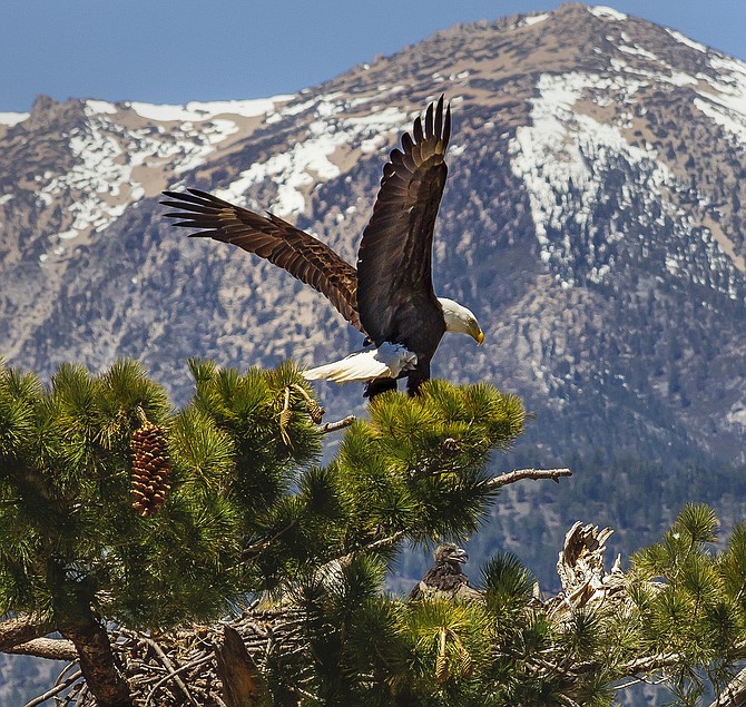 Minden photographer Jay Aldrich captured this photo of a bald eagle and her eaglet with Jobs Peak in the background.