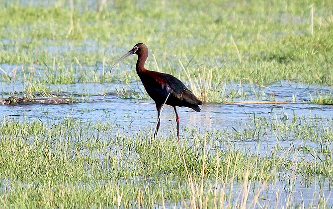 There's a flock of these water birds following irrigation in the fields. This one was on Settelmeyer's field north of Genoa Lane, but there were a bunch off Muller Lane on Wednesday afternoon.