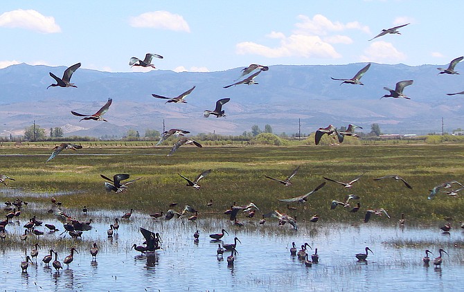 A congregation of ibises takes flight over a field south of Muller Lane on Wednesday afternoon. The migratory water birds have flocked to Carson Valley’s flood irrigated fields to feed and mate.