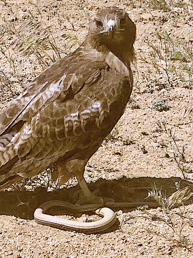 Chrissy Reese  captured this photo of a hawk with a snake in North Douglas near Costco on May 20.