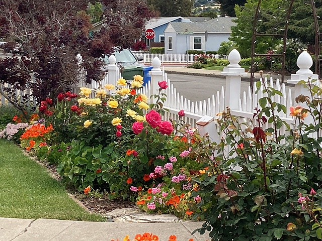 JoAnne Skelly’s friend Peggy has colorful flowers backdropped by white picket fencing.