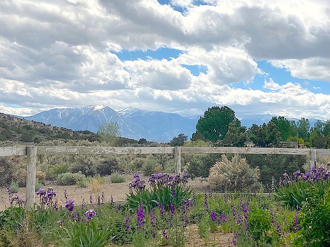 Fish Springs resident Linda Curtis took this photo of her yard with Jobs Peak in the background.