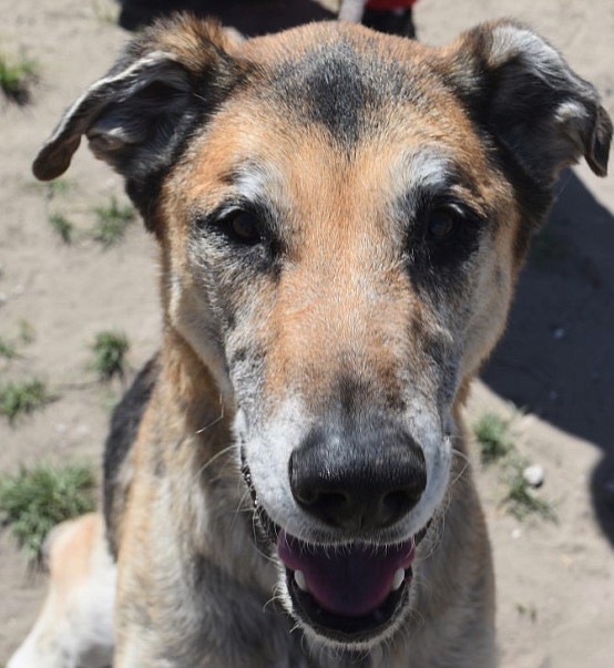 Sierra is a sweet 10-year-old Shepherd mix. She came to CAPS under tragic circumstances, because she had been shuttled from home to home never receiving adequate medical care, food, or attention. We are looking for a permanent foster situation for this lovely girl. CAPS will provide support for all medical needs.
