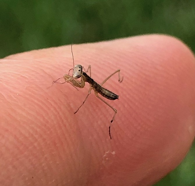 A praying mantis hatchling