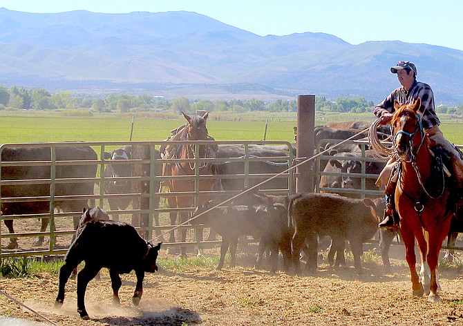 A cowhand ropes a calf in preparation for branding on Friday morning.