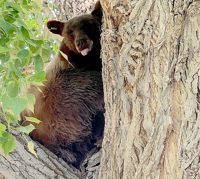 Jack Jacobs took a photo of this black bear in a tree at the Jacobs Berry Farm over the weekend.