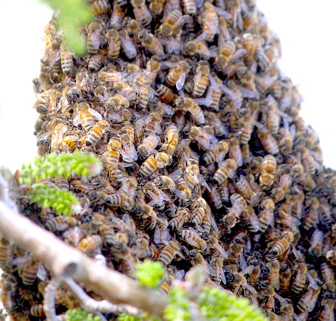 A swarm of bees in a tree north of Genoa at the end of April moved on within a day.