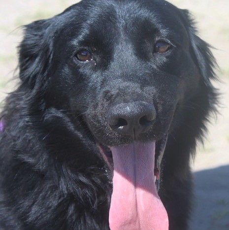 Joplin is a sweet two-year-old border collie/Lab mix. She looks like a miniature black Lab and her award-winning smile will brighten your day. She came to CAPS because her family was moving and could not take her. Joplin is looking for a forever loving home.
