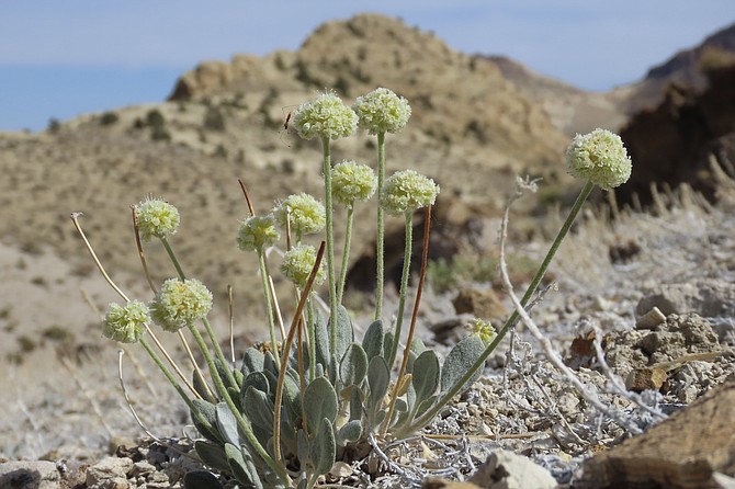 Tiehm's buckwheat, a rare wildflower, in the Nevada desert on May 29, 2021. (Photo: Patrick Donnelly/Center for Biological Diversity via AP)