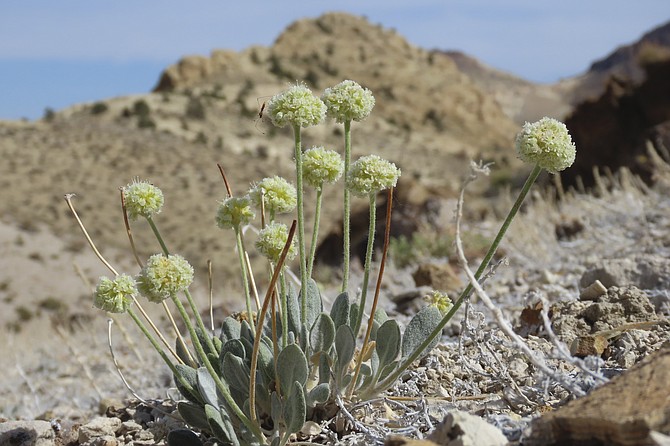 Tiehm's buckwheat, a rare wildflower, in the Nevada desert on May 29, 2021. (Photo: Patrick Donnelly/Center for Biological Diversity via AP)