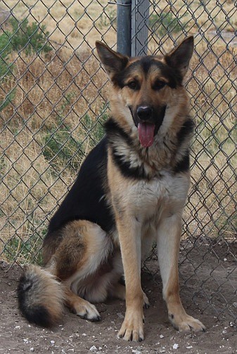 Tucker is a handsome one-year-old German Shepherd/mix. He is a bit shy but warms up quickly with encouragement. Tucker loves to walk and enjoys his outings on a leash. His dream is to find a loving family who will appreciate his sweetness. Come out and make his dream come true.