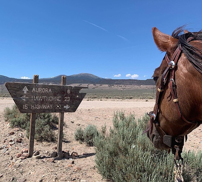 Juniper the adopted wild horse observes a sign showing it's a long way to anywhere out in the middle of Nevada in this photo taken by Samantha Szesciorka near the ghost town of Aurora.