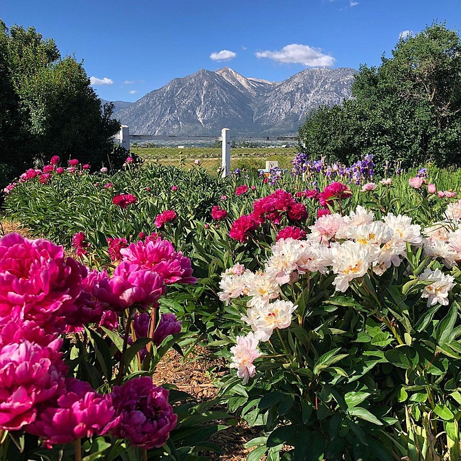 Jobs Peak rises from among the flowers.