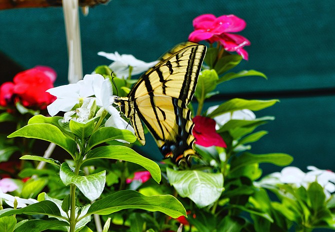 A swallowtail butterfly takes a sip from a flower last week.