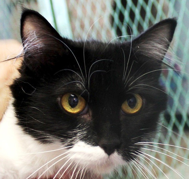 Courtesy
Baroque is a magnificently beautiful four-year-old female Tuxedo. Evicted from her home, she came to CAPS with her two kittens. She is extremely shy! Baroque is looking for a soul mate who will be patient and take time to know her. Are you that soulful person? Come out and go for Baroque.