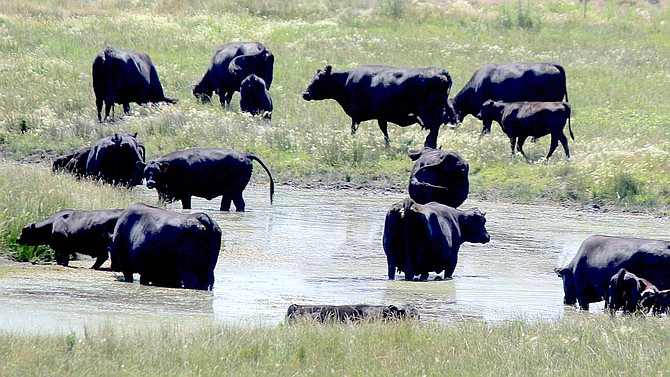 Cows cool off by standing in a pond below Foothill Road south of Genoa around noon on Saturday.