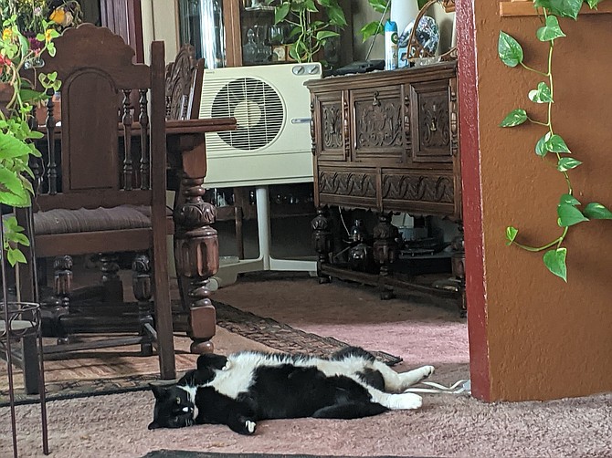John Flaherty's cat Little Max lies in front of the swamp cooler on Sunday as the mercury in Topaz Ranch Estates hit 105.
