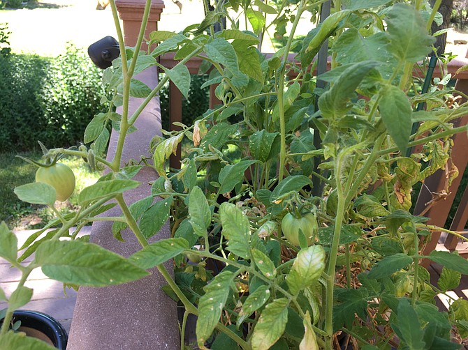 No worms on these tomatoes yet, but that doesn't mean they aren't coming.