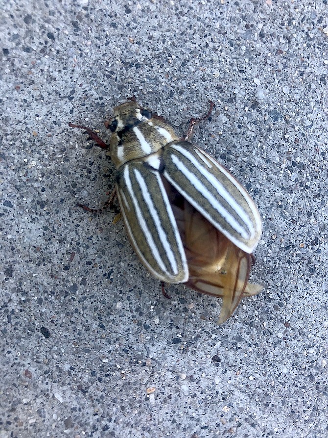 A June bug in July in this photo by Amy Roby