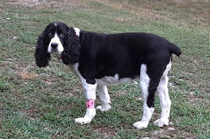 Ellie is a nine-year-old English Springer Spaniel. Originally adopted from CAPS in 2018, she had a home until her owner passed away. Adopted again, Ellie’s new owner fell ill and so did Ellie. Recently diagnosed with diabetes, Ellie has come back to CAPS. We are now looking for someone who will foster Ellie. She needs insulin shots twice a day. Ellie is great with children, dogs, and everyone she meets. She does not fuss about getting shots and is looking for a home to give her a new lease on life. CAPS will provide medications.