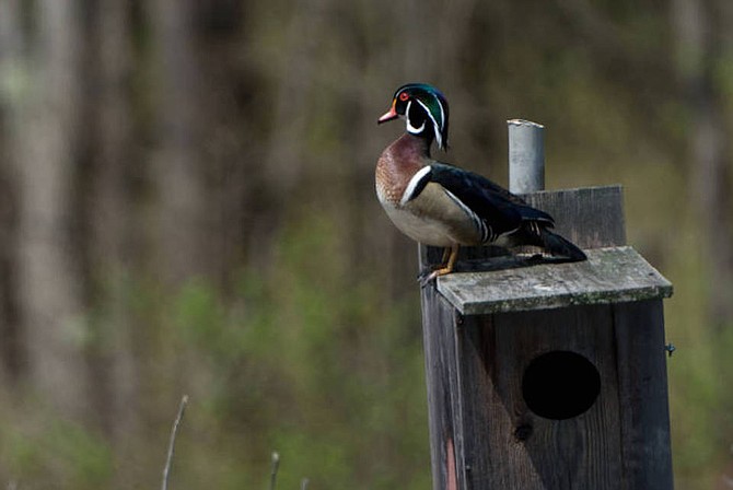 High Desert Grange members will be constructing wood duck boxes and bat houses with the help from Out West Buildings.