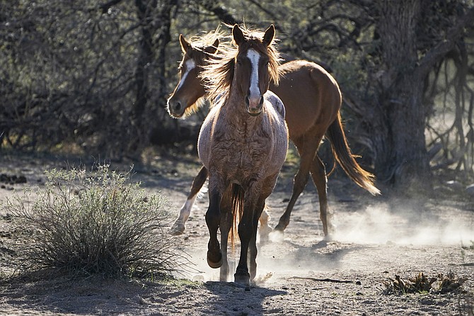 Salt River wild horses kick up dust as they arrive at a site for emergency feeding run by the Salt River Wild Horse Management Group near Coon Bluff in the Tonto National Forest near Mesa, Ariz., on March 10, 2021. (AP Photo/Sue Ogrocki, file)