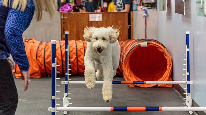 Zoom Room at the Summit Reno offers in-person agility training for pet owners to work through an obstacle course with their dogs.