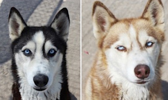 Blue, left, and Rosey are gorgeous five-year-old Siberian huskies. They are very close and de-pend on each other. We are looking for a forever home where they can be together. Blue loves to play, run like the wind, and get belly rubs. Rosey is friendly, loves to play chase, and is devoted to Blue. Come out and meet this dynamic, darling blue-eyed duo.