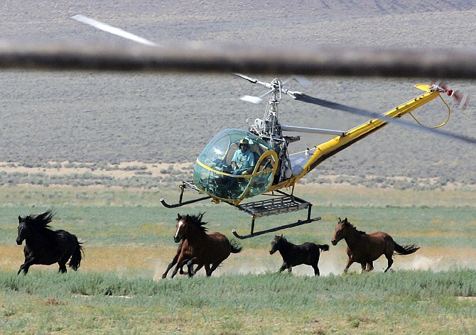 A livestock helicopter pilot rounds up wild horses from the Fox & Lake Herd Management Area in Washoe County near the town on Empire on July 13, 2008. (AP Photo/Brad Horn, file)