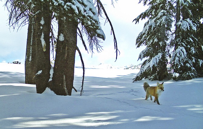 A Sierra Nevada red fox, seen in a photo provided by the National Park Service from a motion-sensitive camera, walks in Yosemite National Park on Dec. 13, 2014. (Photo: National Park Service via AP, file)
