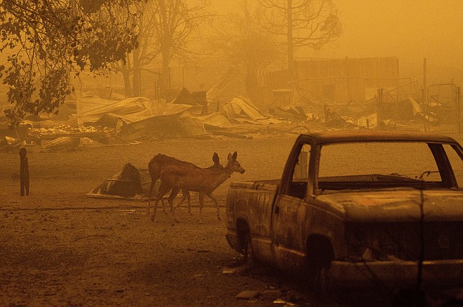Deer wander among homes and vehicles destroyed by the Dixie Fire in the Greenville community of Plumas County, Calif., on Aug. 6, 2021. (AP Photo/Noah Berger)