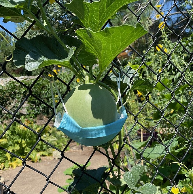 Use an old face mask as a cradle for a spaghetti squash on a fence.