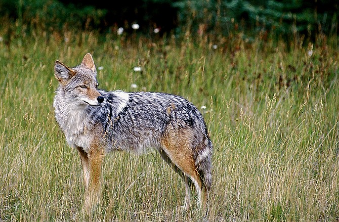 A coyote stands in a field in Montana on Feb. 10, 2013. (Karen Nichols/The Daily Inter Lake via AP)