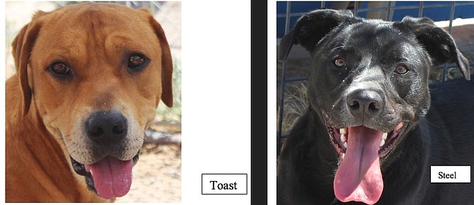Toast and Steel are nine-month-old Lab/Mastiff mix brothers. Toast is the smallest of four brothers weighing in at 60 pounds. Steel is the largest already weighing 80 pounds. Both boys love treats! They need training and socializing, but they like people and warm up to friendly folks. If you are looking for a big loving puppy who will be your best friend, come out and meet the gang. Puppy kisses are free!