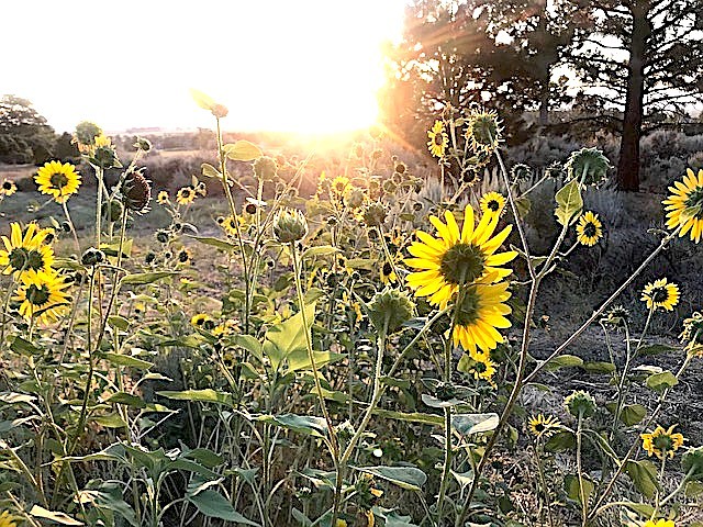 Sunflowers seek the morning sun in Genoa on Friday in this photo by resident Joyce Hollister.