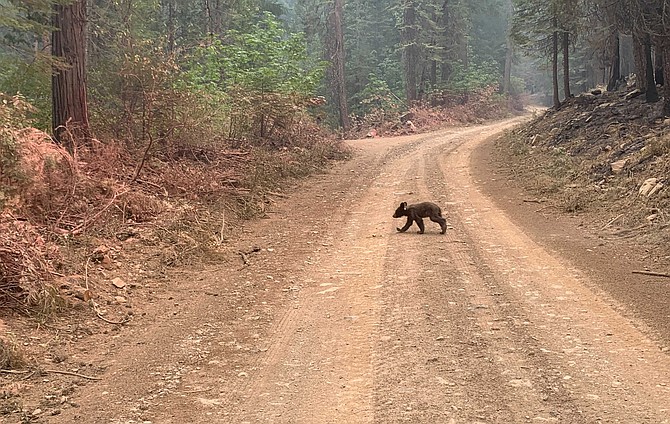 An orphaned bear cub walks along a mountain road impacted by the Dixie Fire in Plumas County, Calif., on Sunday, Aug. 15, 2021. (AP Photo/Eugene Garcia)