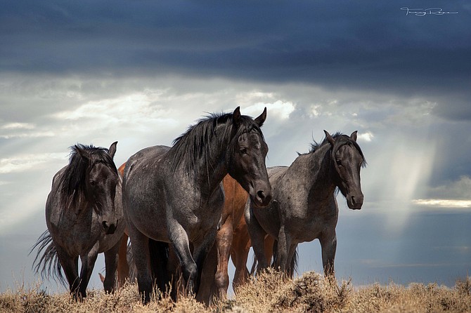 Wild horses in the Pine Nuts in this photo from Tracy Rose Photography