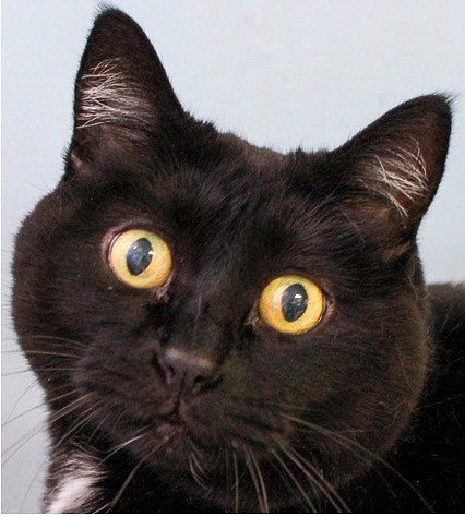 Tootsie is an elegant black 10-year-old domestic short hair. She came to CAPS after her main caregiver passed away. She is very friendly and looking for a home where she can curl up and purr throughout the day. Tootsie is the purrfect cat! She will charm you with her sweetness.