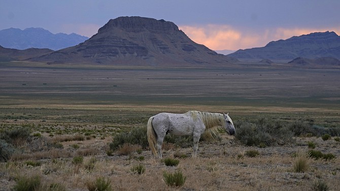 A free-ranging wild horse known as the Old Man is shown on July 14, 2021, as the sun sets near U.S. Army Dugway Proving Ground, Utah. He was left behind in a July roundup that removed about 300 other horses from the range. (AP Photo/Rick Bowmer)