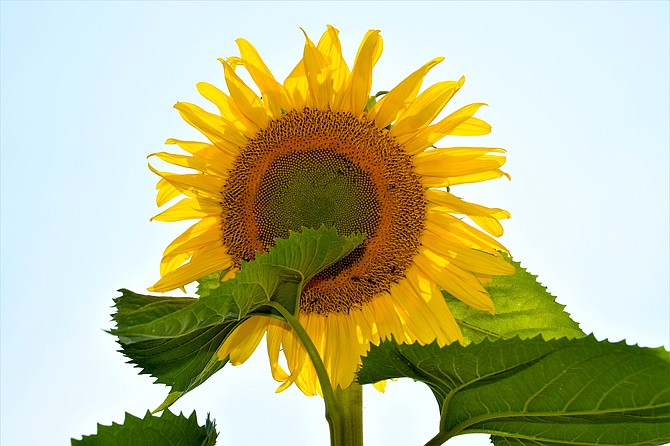 Gardnerville Ranchos photographer Tim Berube took advantage of the clear weather to capture this photo of a sunflower on Thursday.
