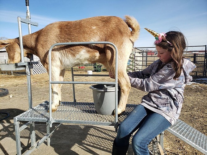Chloe Kent clips her goat.