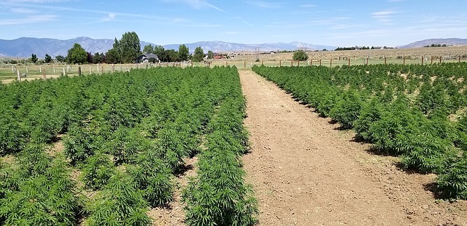 While the primary driver in the hemp industry is CBD, farms like Sierra Nevada Hemp in Carson City (pictured here) see opportunities for the plant in other sectors, like construction and fabrics, says owner Mark O’Farrell.