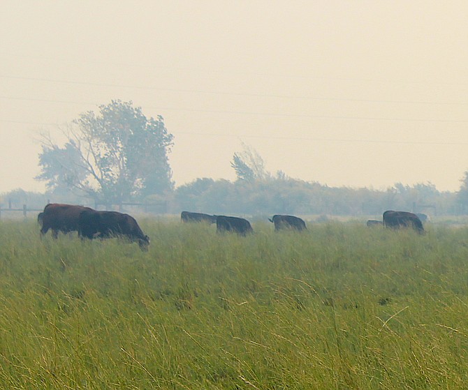 Cows graze in a smoky field on the old Klauber Field south of Muller Lane at around 4 p.m. Wednesday.