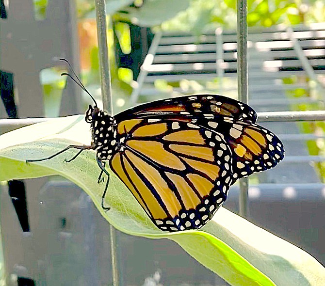 A monarch butterfly rests atop the milkweed in Lorraine and Ed Fitzhugh’s greenhouse. Photo Special to The R-C by Lorraine Fitzhugh